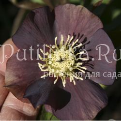 Морозник Rose Black (Helleborus hybr. Rose Black)